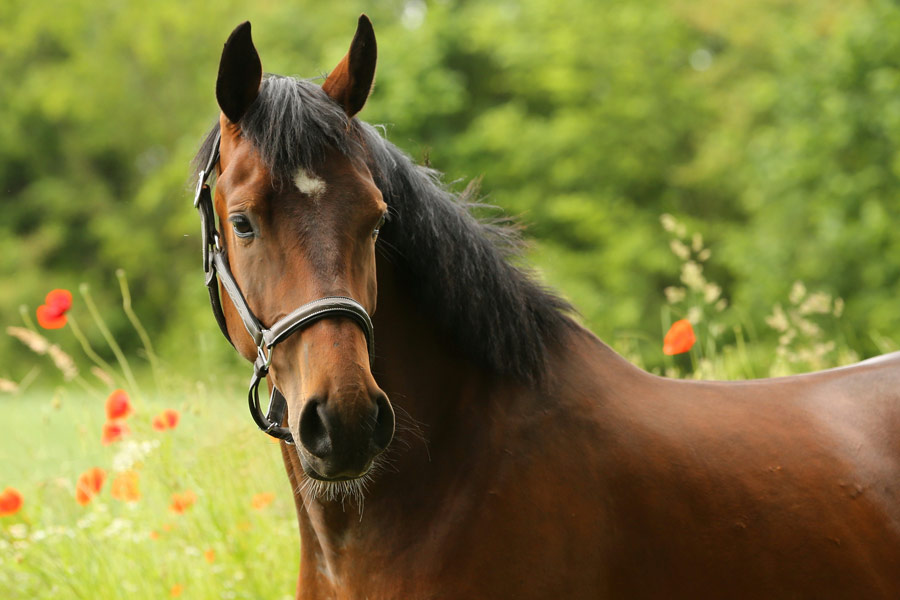 races de chevaux