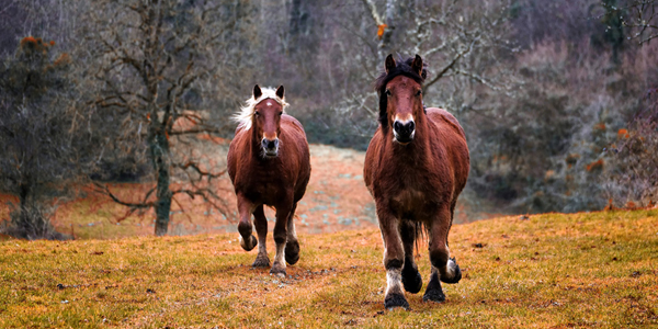 animal domestique