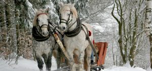equisup