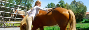 comprendre son cheval