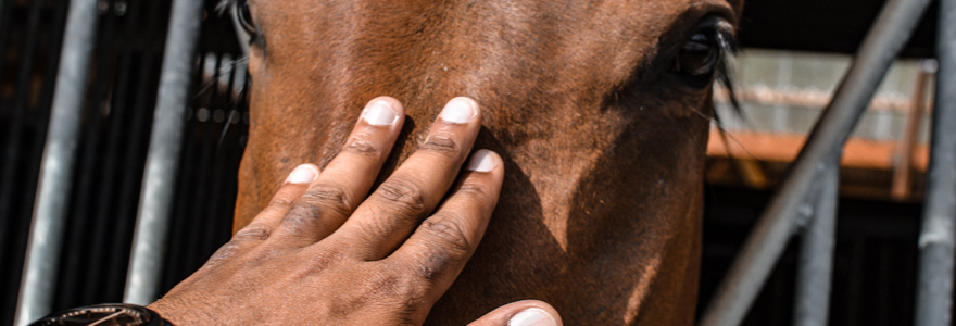 Bien etre cheval et complements alimentaires