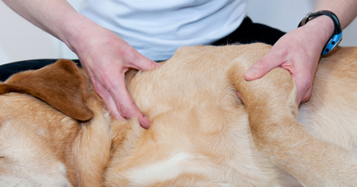 ostéopathie animale